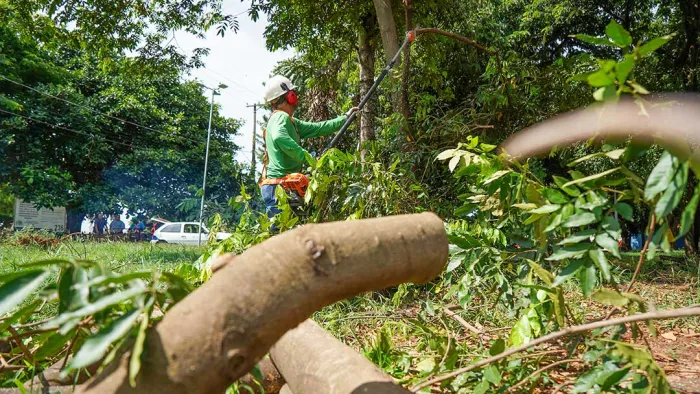 Prefeitura informa sobre procedimentos para poda e remoção de árvores