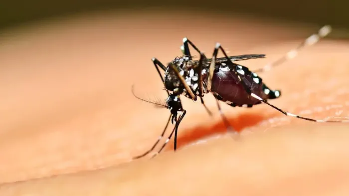 Em 2025, a unidade de saúde já notificou 16 casos de dengue, com três confirmações (Foto: SES)