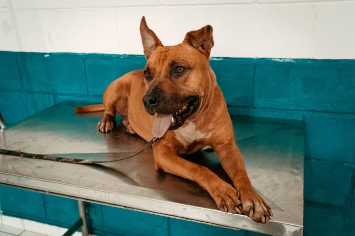 Não compre, adote! Mais de 150 pets esperam por um novo lar