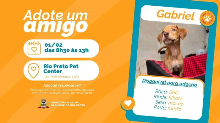 Bem-estar Animal promove segunda campanha de adoção