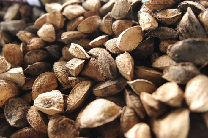 Impulsionada pela Sedecti, nova legislação impulsiona bioeconomia e sustentabilidade no Amazonas