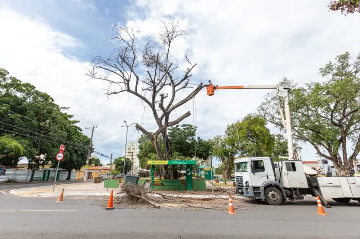 Prefeitura realiza 210 cortes e podas de árvores em 20 dias