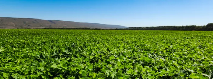 Safra de grãos em Minas Gerais deverá crescer 6,5% em relação a 2024 