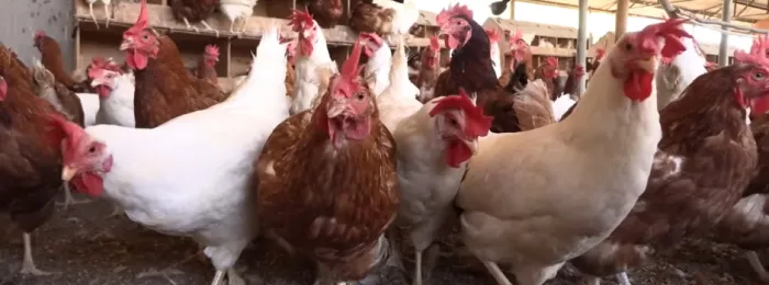 Com ajuda da Emater, produtora do Norte de Minas realiza sonho de infância e investe na criação de galinhas caipiras