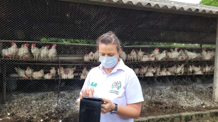 Instituto Mineiro de Agropecuária reforça vigilância para proteger avicultura de doenças
