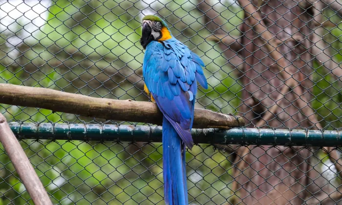 Parque Estadual do Rio Vermelho: local de preservação ambiental e resgate de animais já devolveu mais de 30 mil espécies para a natureza