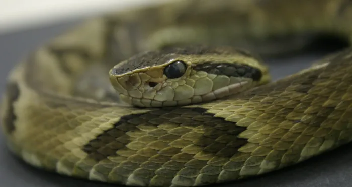 Secretaria da Saúde alerta para o risco de acidentes com animais peçonhentos devido ao calor e chuvas intensas