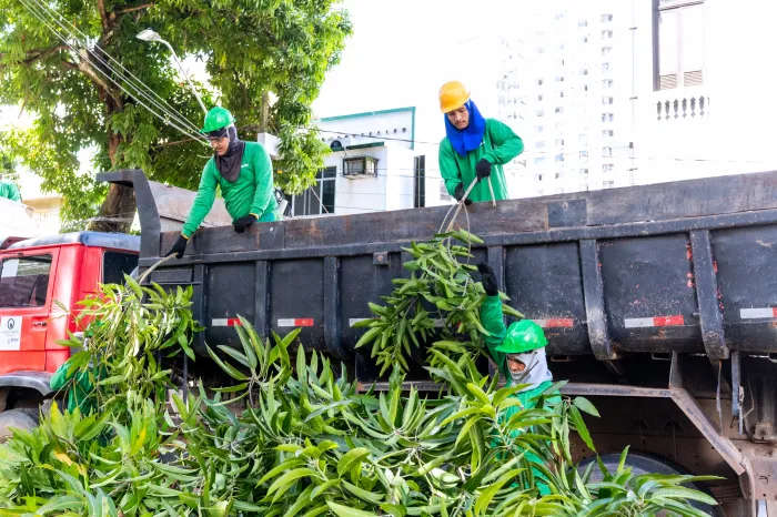 Prefeitura dá início à operação de poda e supressão de árvores em risco