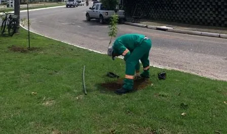 Avenida Brigadeiro Protásio ganha 117 novas mudas de árvores