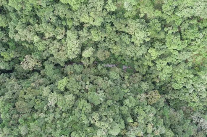 Reserva Biológica Estadual do Sassafrás completa 48 anos nesta terça-feira