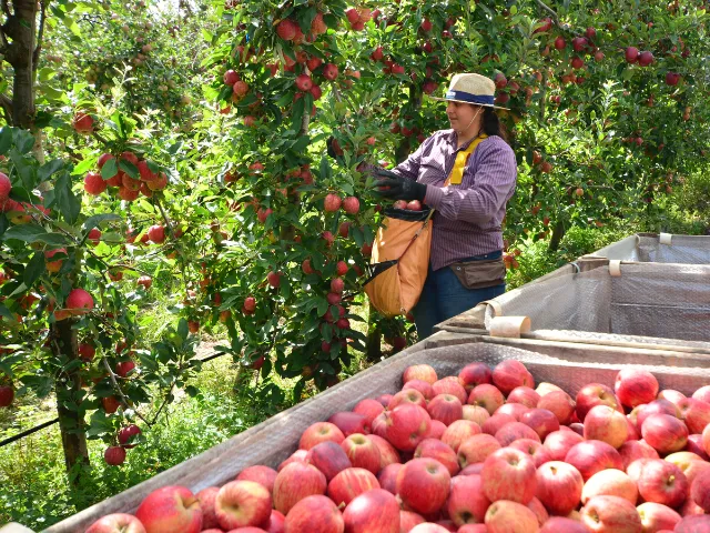 Epagri oferece suporte a produtores de maçã atingidos por granizo em São Joaquim