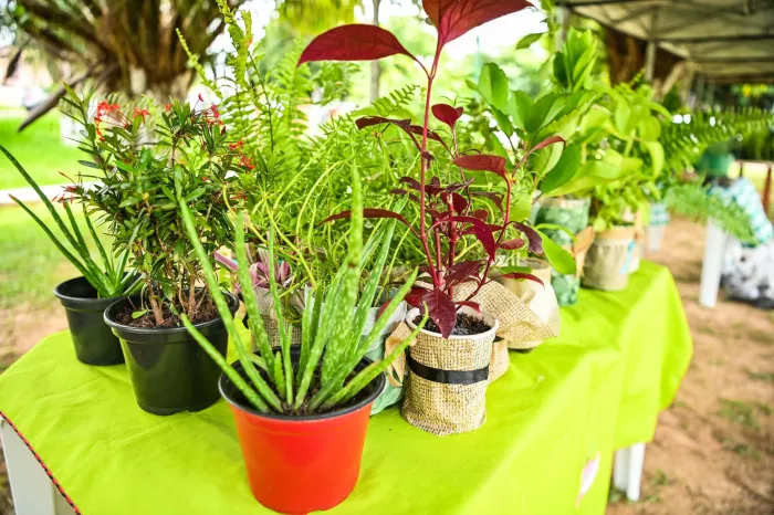 Instituto Socioeducativo do Acre entrega certificados de curso de horta e temperos em vasos