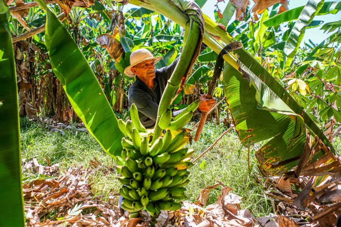 Rafael Fonteles sanciona Lei de Incentivo à Fruticultura Sustentável