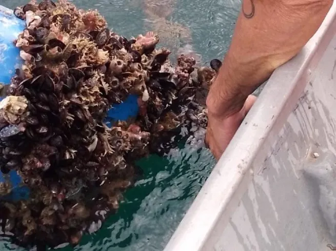 Prefeitura de São Sebastião participa de coleta de mexilhões para controle sanitário