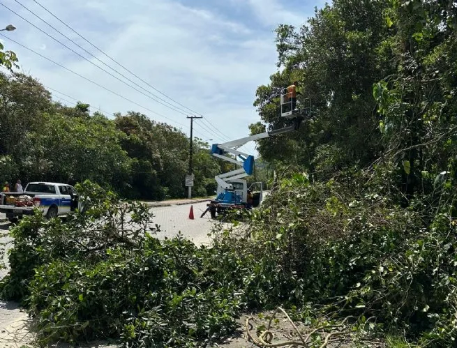 Prefeitura de São Sebastião faz ação preventiva de podas de árvores em via de acesso à Praia da Jureia