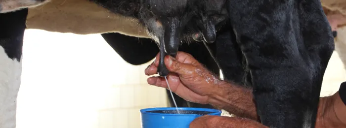 Epamig recomenda técnicas de prevenção e controle da mastite no período chuvoso