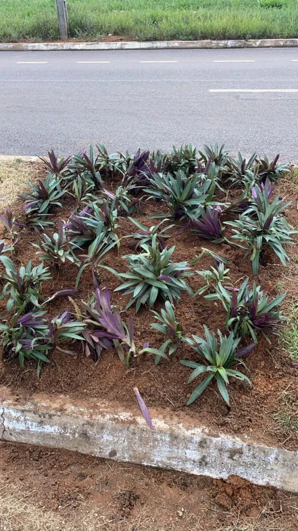 Foto: Reprodução/Prefeitura de Sorriso - MT