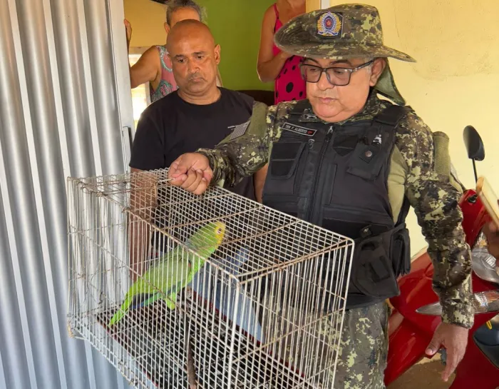 Semarh realiza operação e resgata aves silvestres e macaco mantido em cativeiro em Esperantina