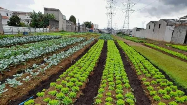 Foto: Reprodução/Câmara de Sorriso - MT