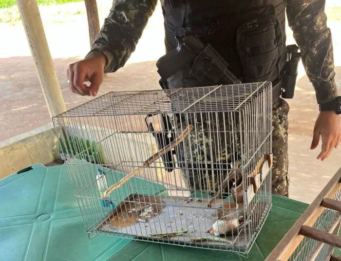 Polícia Militar descobre cativeiro com aves silvestres na zona rural de São Braz do Piauí