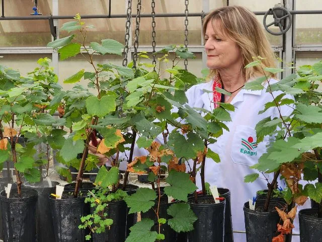 Pesquisadora da Europa realiza estudos sobre homeopatia na Epagri em Lages