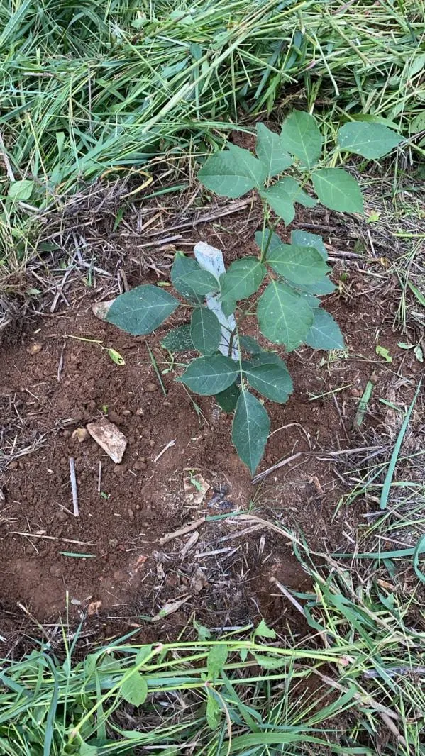 Equipe da Sama realiza manutenção de áreas verdes com o plantio de espécies nativas