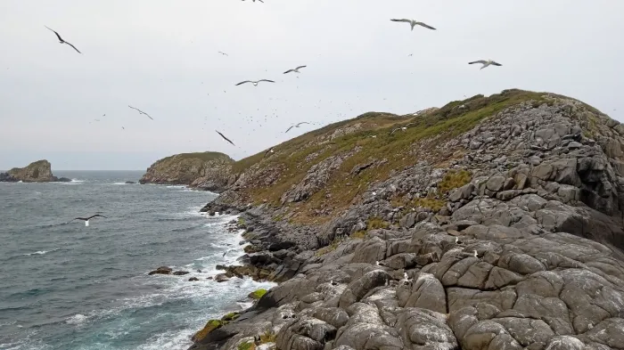 Pesquisa estuda ecologia do atobá-pardo no arquipélago de Moleques do Sul
