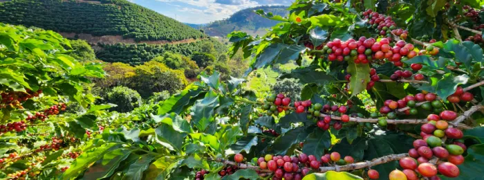 SeloVerde atesta conformidade do agro mineiro para exportação à União Europeia
