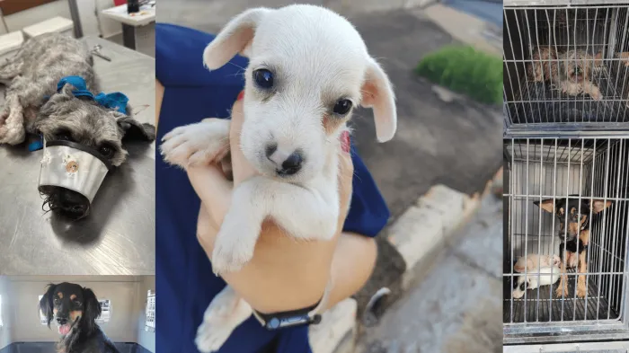 Bem-estar Animal resgata 11 cães no Fraternidade