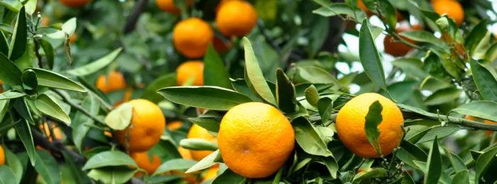 Emater cria força-tarefa para barrar o avanço do greening em novas regiões de Minas