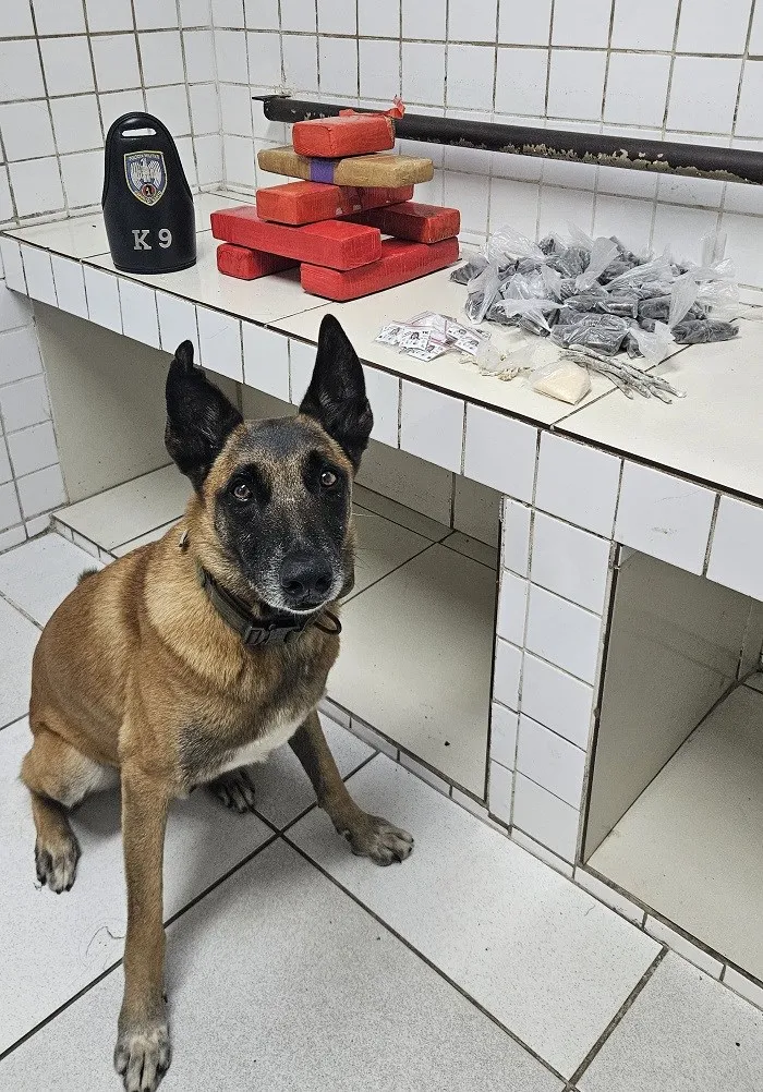 K9 do 6º BPM localiza entorpecentes em bairro da Serra