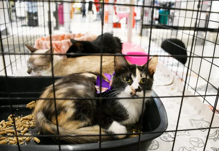 Foto: Reprodução/Prefeitura de Nova Iguaçu - RJ