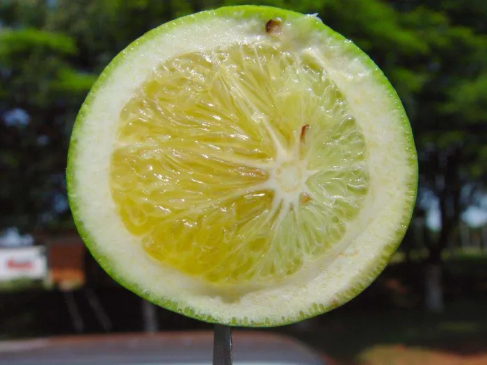 Cidasc orienta produtores do Extremo Oeste catarinense para ações contra o greening