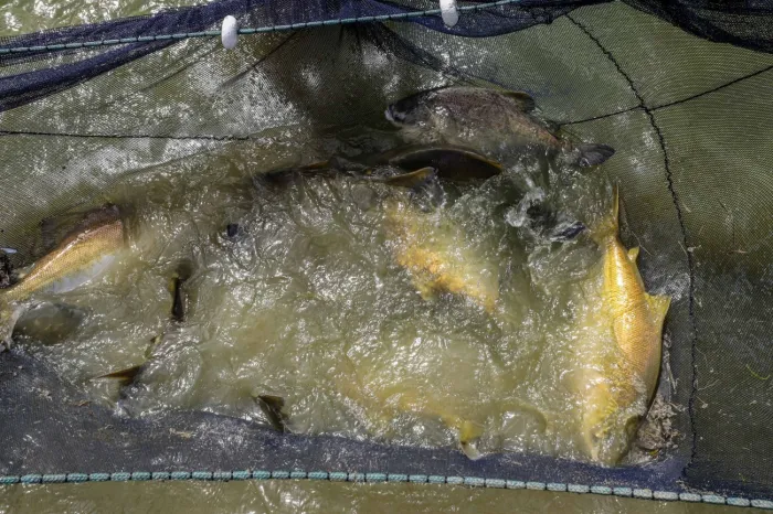 Foto: Marco Santos / Ag. Pará