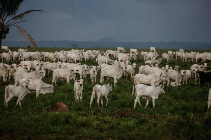 Foto: RODOLFO OLIVEIRA / ARQUIVO AG. PARÁ