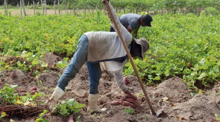 Agricultura Regenerativa quer dobrar produção irrigada de batata-doce sergipana