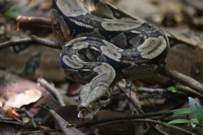 Cetas do Inema recebe 74 animais silvestres durante o Carnaval