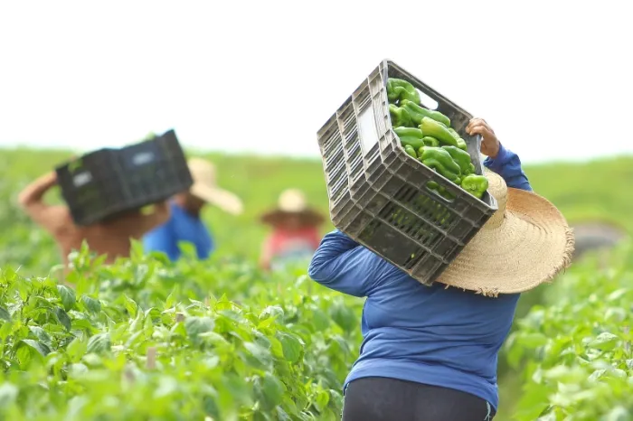 Desenvolvimento Econômico: Incentivo ao micro empreendedor e a agricultura familiar, são temas de reunião com deputado