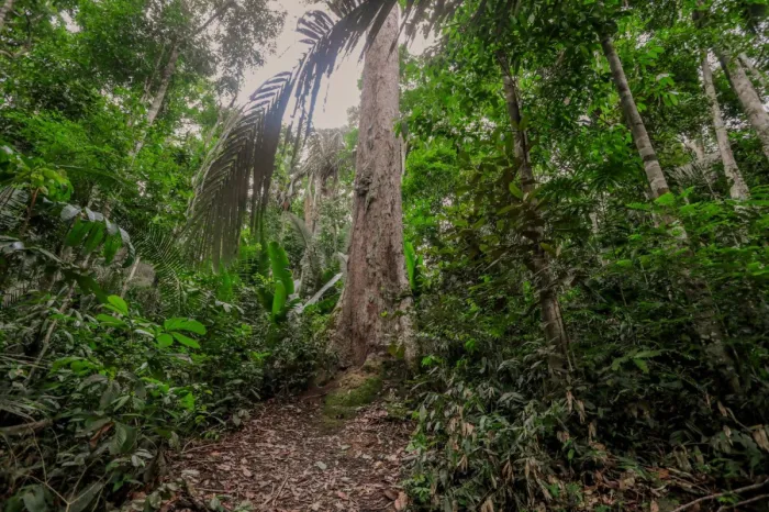 Foto: Reprodução/Prefeitura de Porto Velho - RO