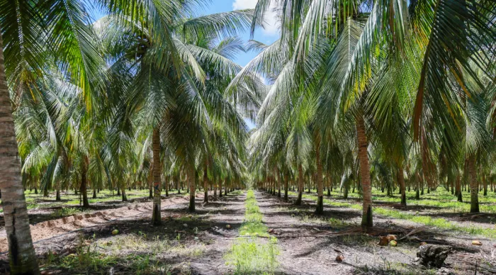 Platô de Neópolis se destaca pela grande produção e impacto socioeconômico na região