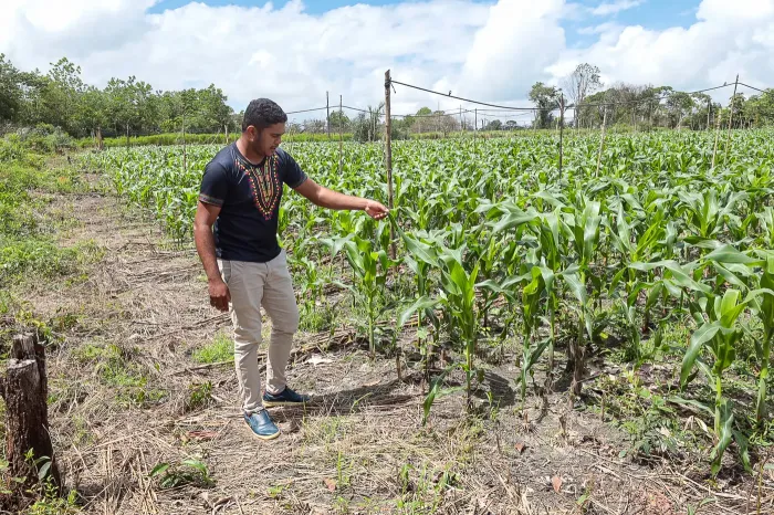 Foto: Alex Ribeiro / Ag. Pará