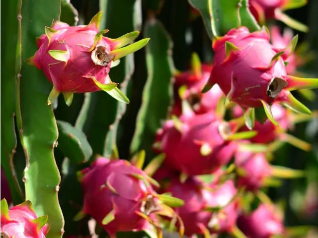 Foto: Reprodução/Secom SC