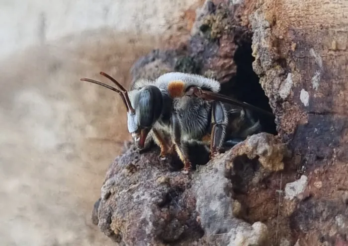 Abelhas sem ferrão: espécies são temas temas de debate no Piauí