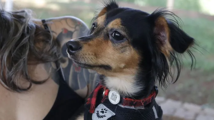 Mutirão de Castração terá encaixe de cães