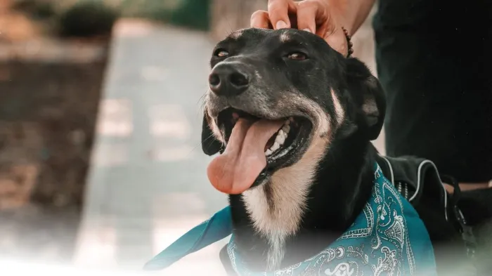 Pet Park recebe Band Pet Show neste domingo, 16/3