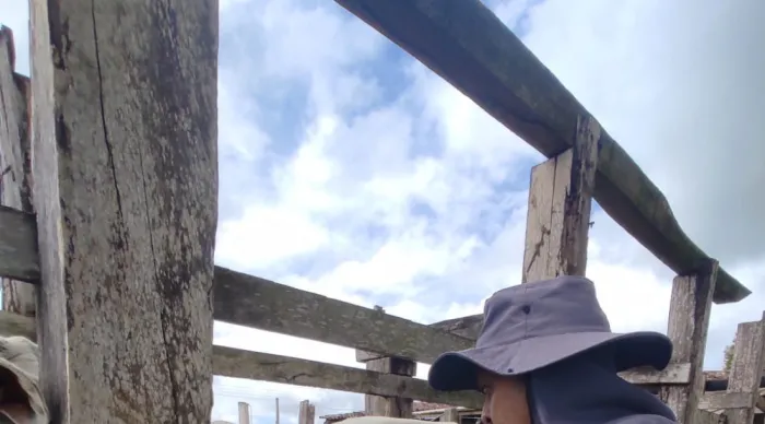 Emdagro conclui inquérito epidemiológico para erradicação da tuberculose bovina em Sergipe