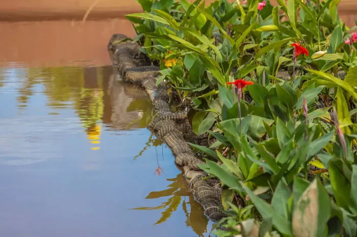 Foto: Pedro Guerreiro Ag. Pará