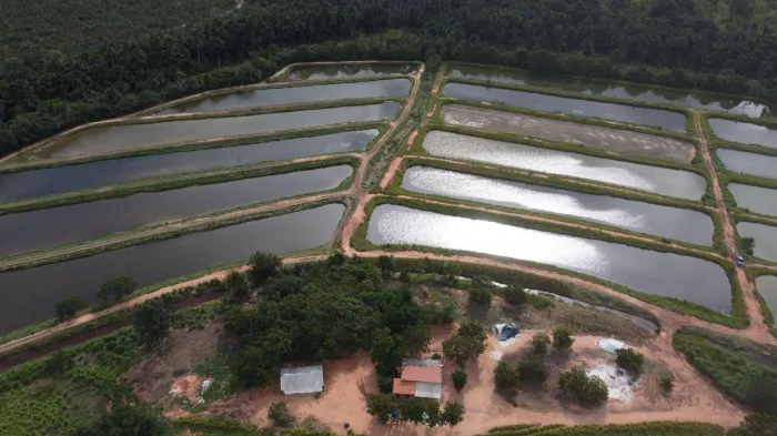 - Aged intensifica fiscalizações para garantir a qualidade do pescado que chega à mesa dos maranhenses (Foto: Divulgação)