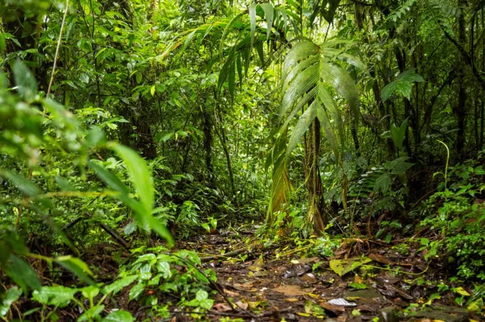 Governo do Estado lança edital com foco na recuperação e ampliação da cobertura florestal do Espírito Santo