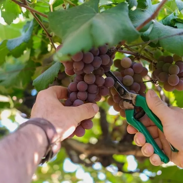 Foto: Reprodução/Prefeitura de Sinop - MT